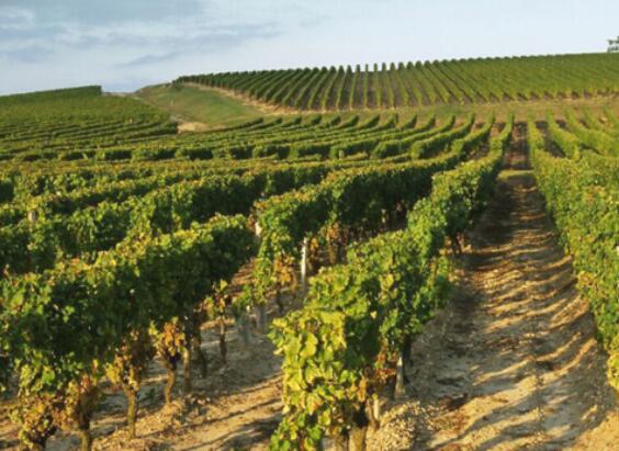 全球几大被低估的葡萄酒产区