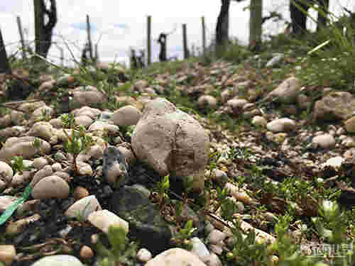 你真的了解土壤对葡萄酒的影响吗？