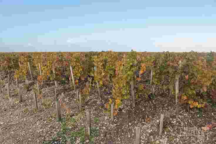 风——葡萄种植的另一关键因素