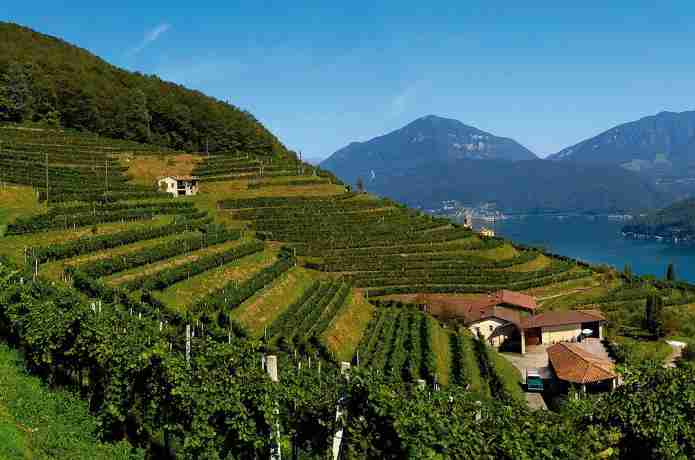 关于瑞士葡萄酒的17个事实