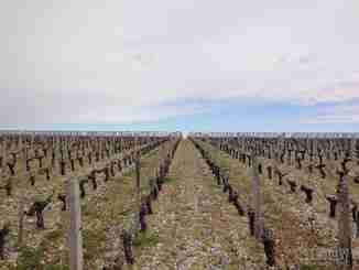 西开普省持续干旱，2018年南非葡萄酒将减产
