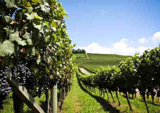 南里奥格兰德州：巴西最多产的葡萄酒产区