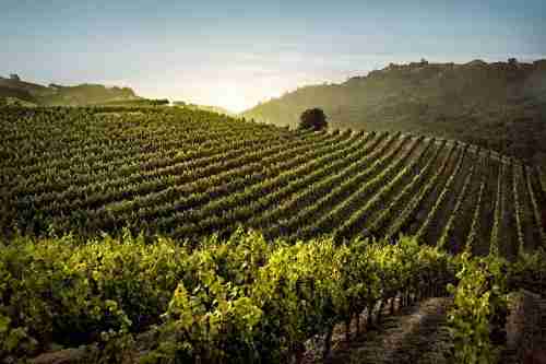 陡坡如何造就品质更高的葡萄酒？