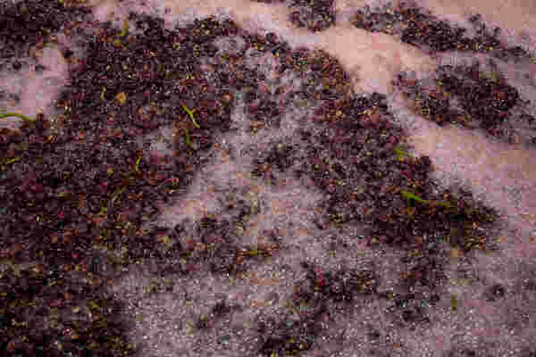 高温或是低温，什么样的温度最适合葡萄酒发酵？