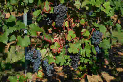 2011年意大利葡萄酒产区年份报告