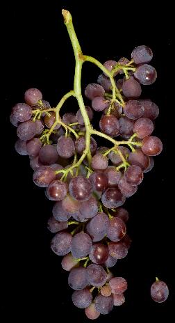 八一八中国那些独具特色的葡萄品种