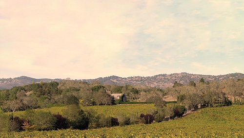 加利福尼亚2016年葡萄产量预估为390万吨