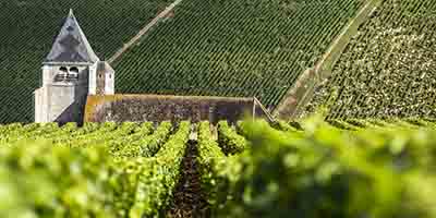 艳阳下的勃艮第——记录2015年份勃艮第白葡萄酒