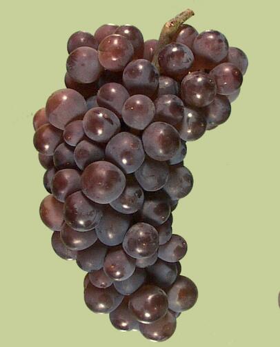都是白葡萄品种，这三个皮诺有啥区别？