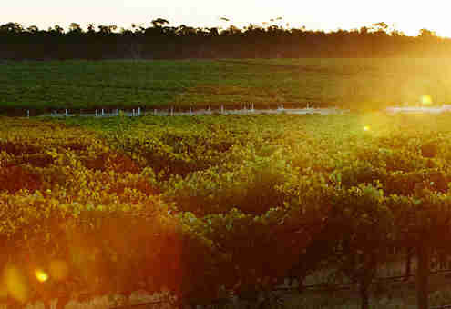 澳洲葡萄酒出口再增长，中国市场贡献颇大
