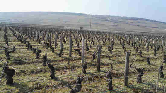 霜雹来袭，法国葡萄酒大减产