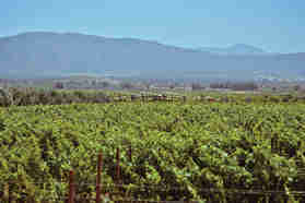 美洲最古老的葡萄酒产国——墨西哥