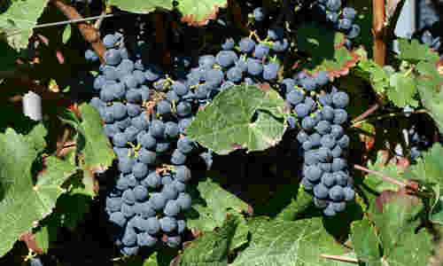 葡萄酒中的包公：盘点深色葡萄品种