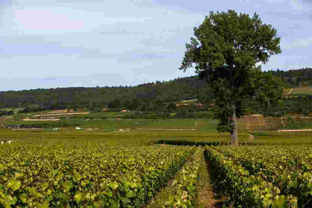 2015年勃艮第葡萄酒出口，量少价增