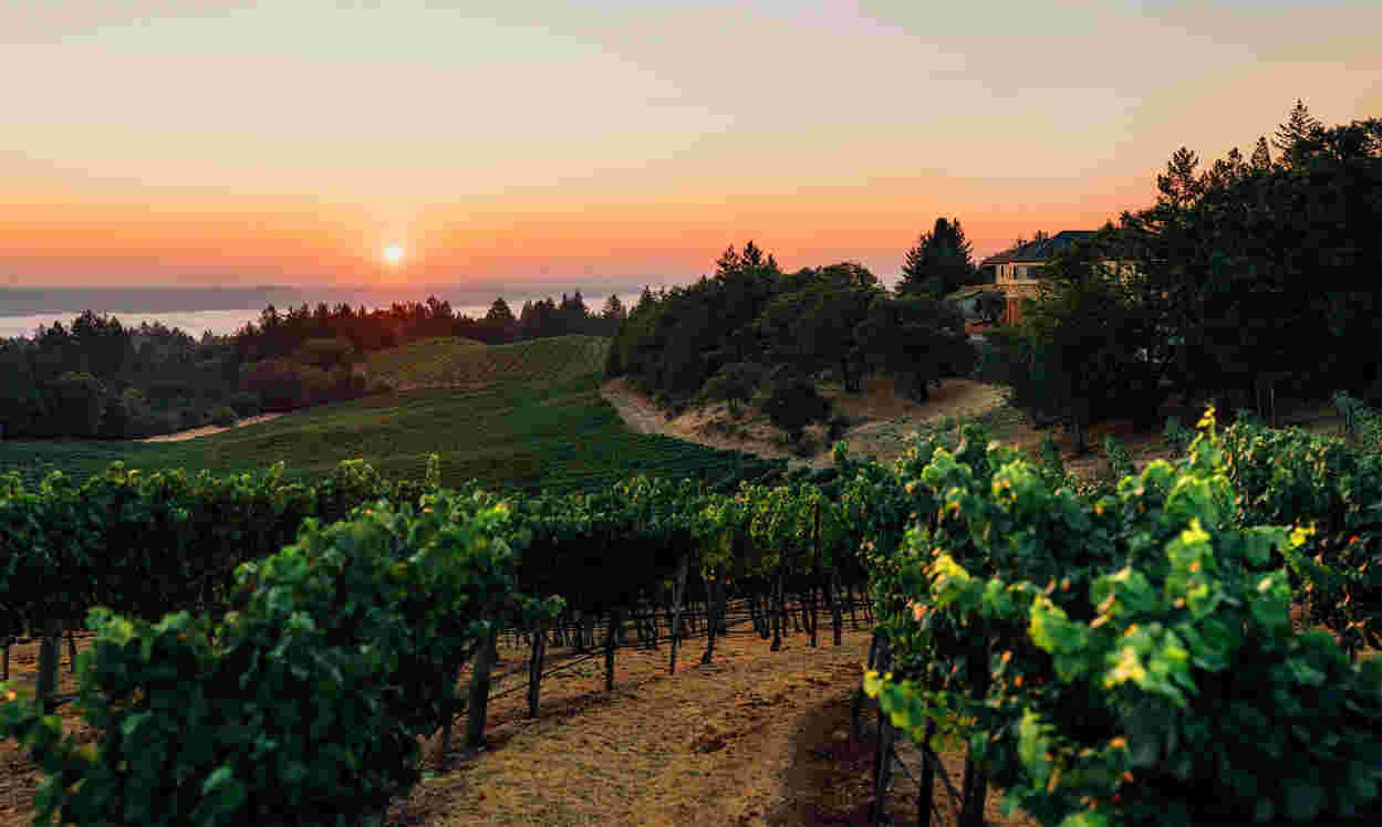 飞去加州看看干旱气候对葡萄酒有什么影响