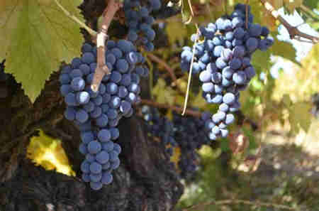 智利加紧保护步伐，极力挽救本国第二大葡萄品种——派斯