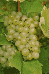 富尔民特——酿造匈牙利顶级葡萄酒的品种