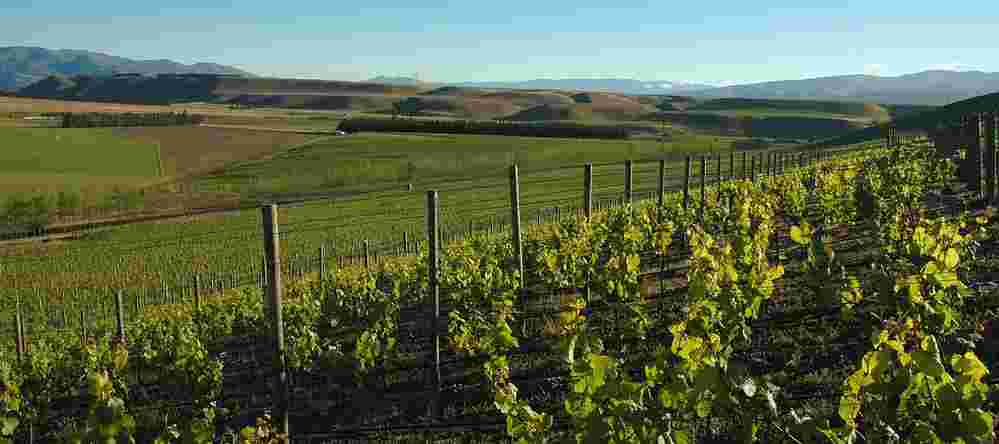 新西兰中部奥塔哥将首次举办葡萄酒节