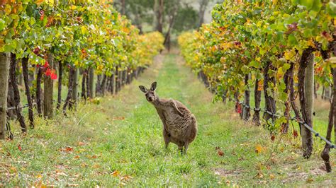 澳洲葡萄酒对华出口额上涨