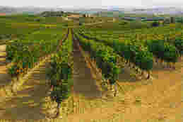 里奥哈葡萄酒生产商向卢埃达产区扩张