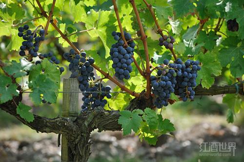 国际葡萄品种流行致使葡萄酒同质化加剧