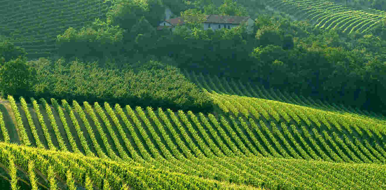 意大利成就：经典葡萄酒文化的革新
