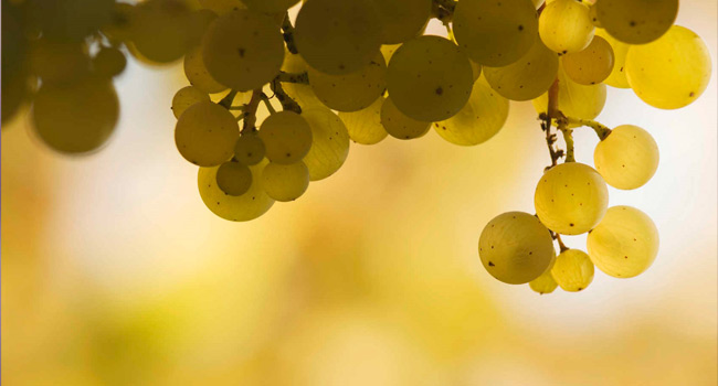 芳香型白葡萄品种一览