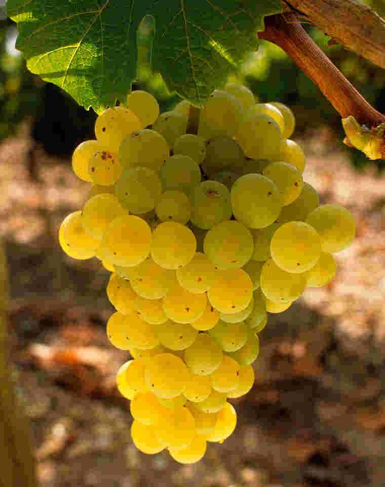 芳香型白葡萄品种一览