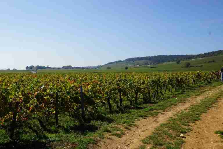 勃艮第“王者”——热夫雷-香贝丹的优质葡萄园