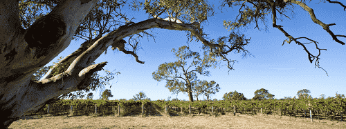 库纳瓦拉：澳大利亚的赤霞珠圣地