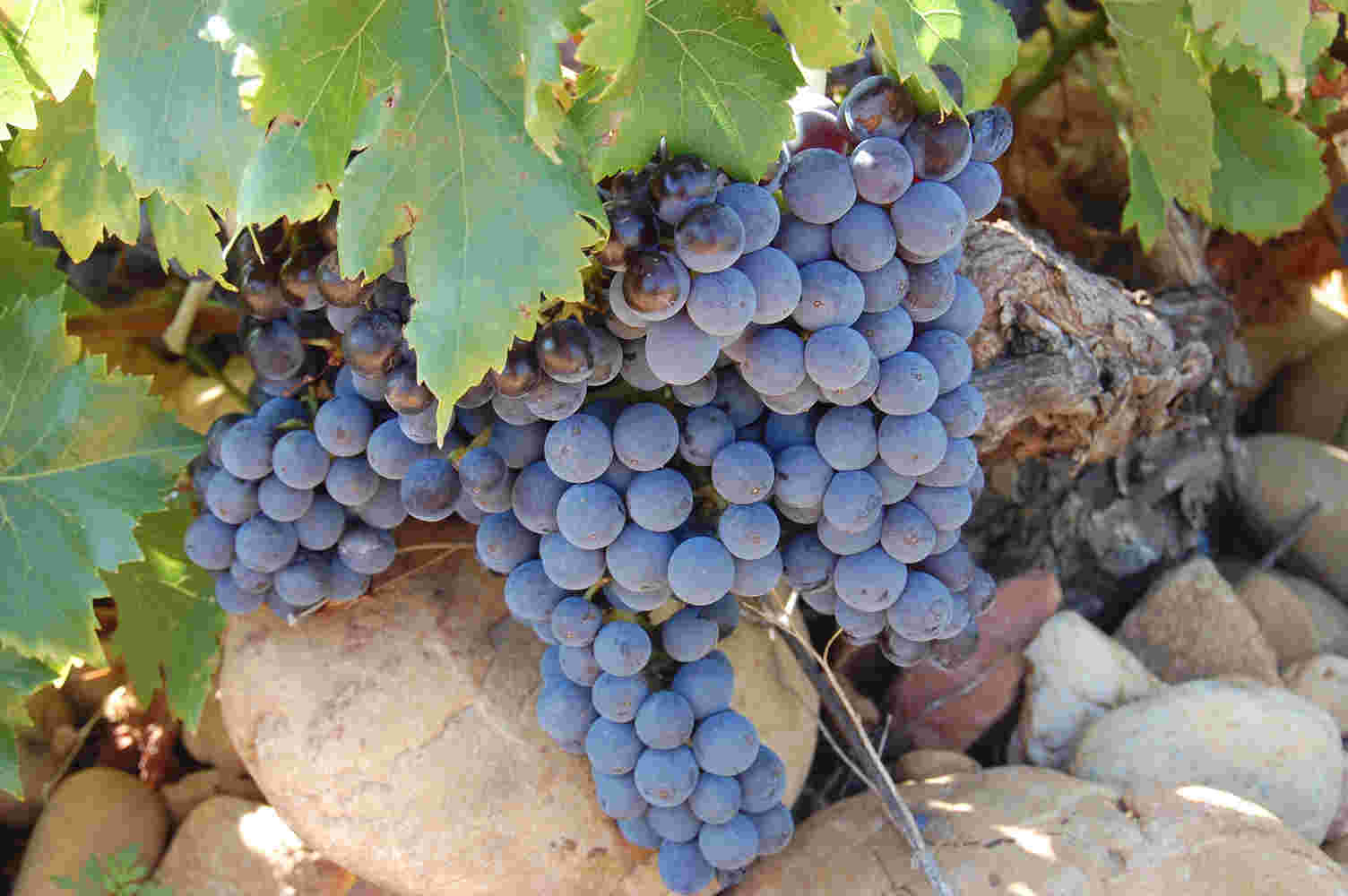 不可不知的10大葡萄品种