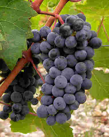 最常见的十大红葡萄品种