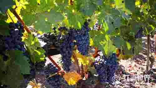 最常见的十大红葡萄品种