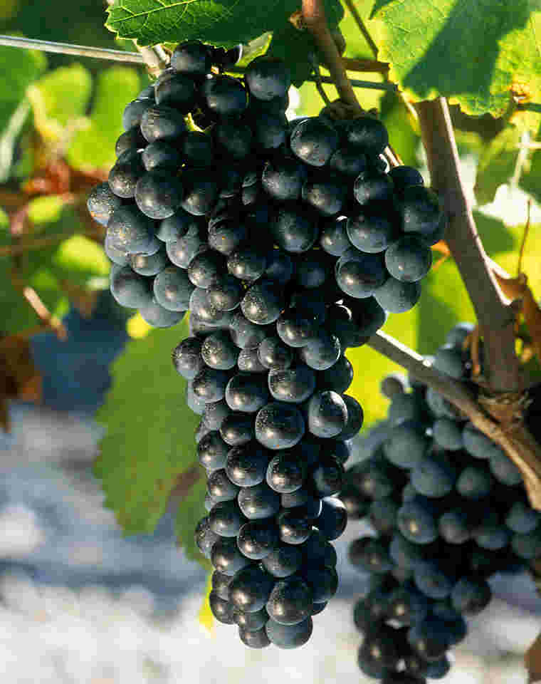 六大红葡萄品种，奏响波尔多风味交响曲