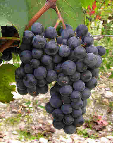 六大红葡萄品种，奏响波尔多风味交响曲