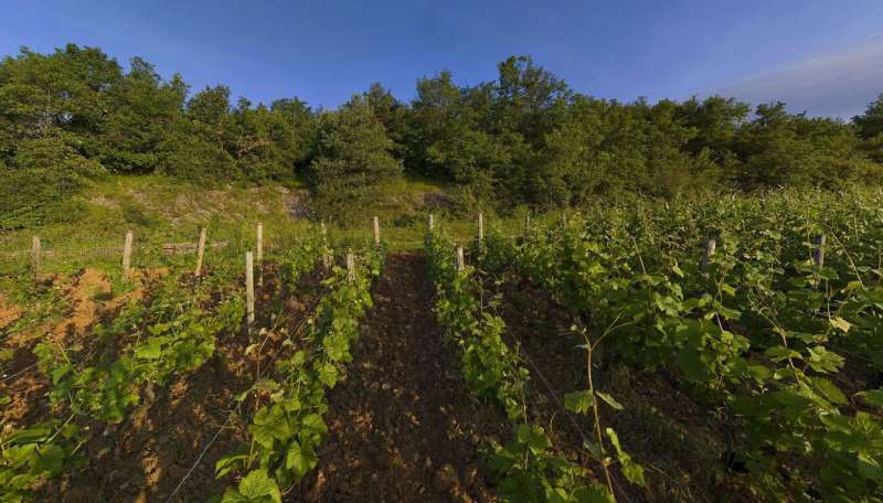 夜丘唯一一个生产白葡萄酒的特级园——慕西尼