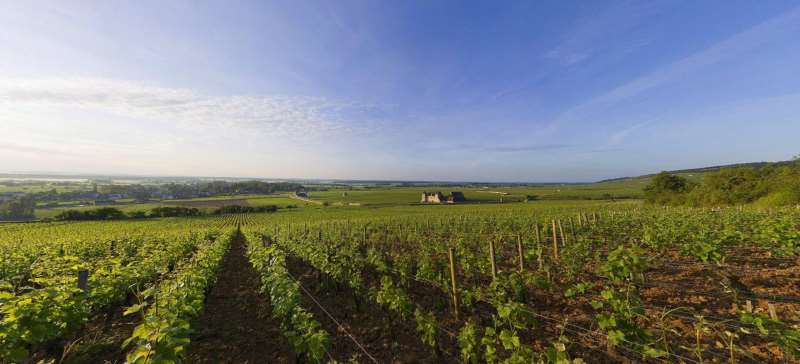 夜丘唯一一个生产白葡萄酒的特级园——慕西尼