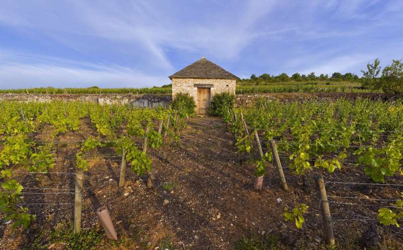 普里尼-蒙哈榭，勃艮第白葡萄酒的殿堂