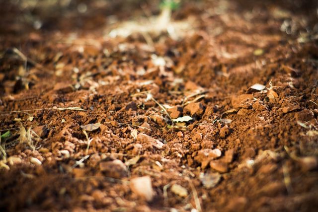 你知道哪5种土壤最适合种植葡萄藤吗？