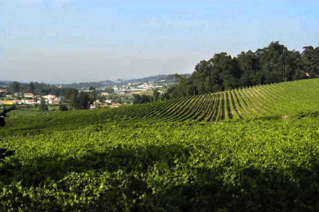 绿酒：葡萄牙的特色葡萄酒