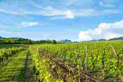 2017年罗讷河谷葡萄酒出口涨势强劲
