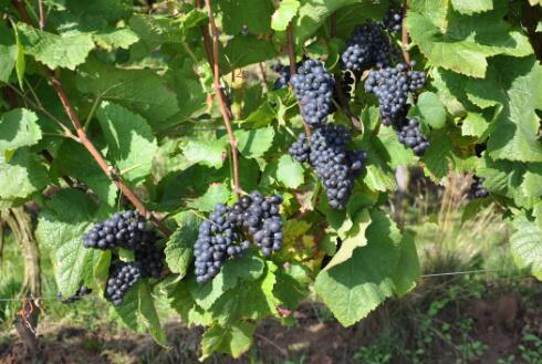 法国葡萄品种知识小测