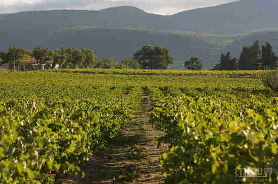 风土如何影响葡萄酒？
