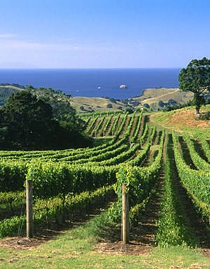 美国的新西兰葡萄酒进口额首超澳大利亚