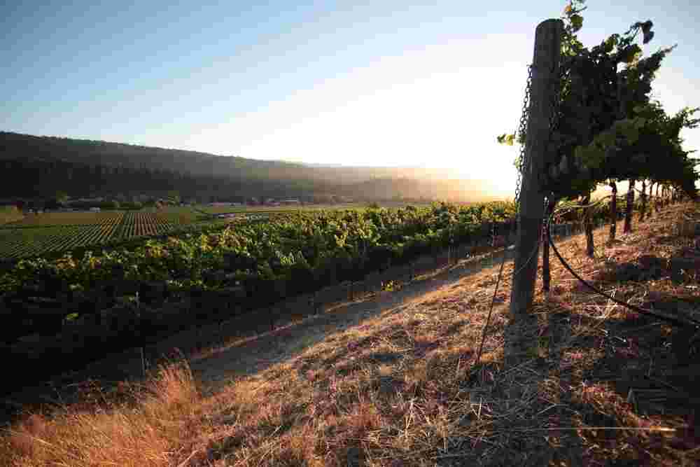 加州北海岸鲜为人知的葡萄酒产区