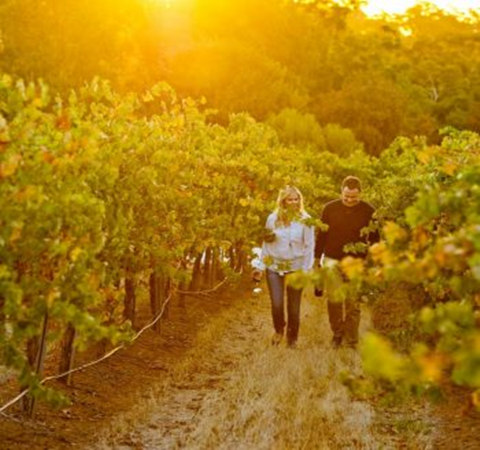 澳大利亚克莱尔谷产区葡萄有望丰收
