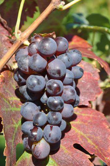 这些被忽视的葡萄品种，你都知道哪些？