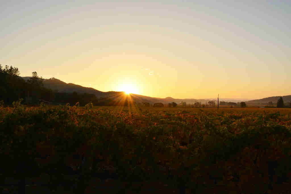 纳帕县2015年葡萄产量下跌约29%