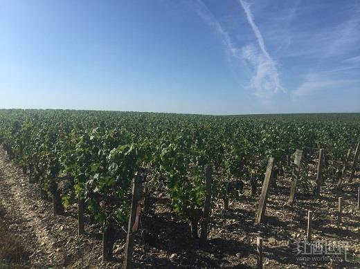 法国正式拉开2015年葡萄采收序幕