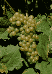 葡萄品种的幕后英雄——瑚珊（Roussanne）